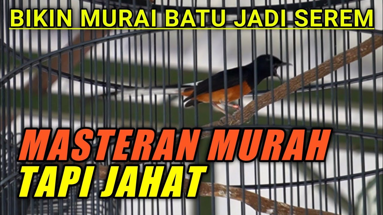 MASTERAN murah tapi jahat untuk MURAI BATU YouTube