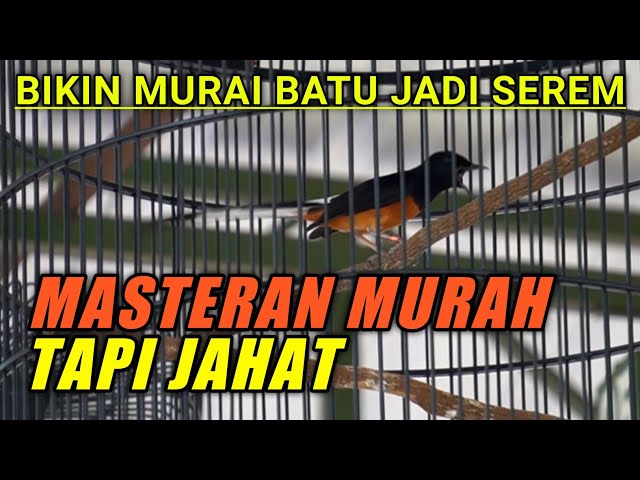 MASTERAN murah tapi jahat untuk MURAI BATU class=