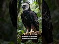 Top 5 birds you should never mess with! 🦅#fyp #ytshorts #facts #top5 #birds