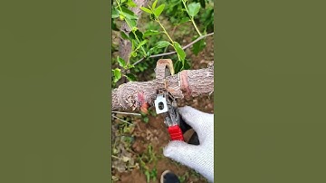 This technique is especially used in jujube trees to boost yield #satisfying #pruning #jujubetree
