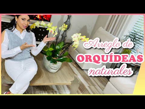 ▷ Cómo plantar orquídeas en casa para decorar tus espacios con elegancia