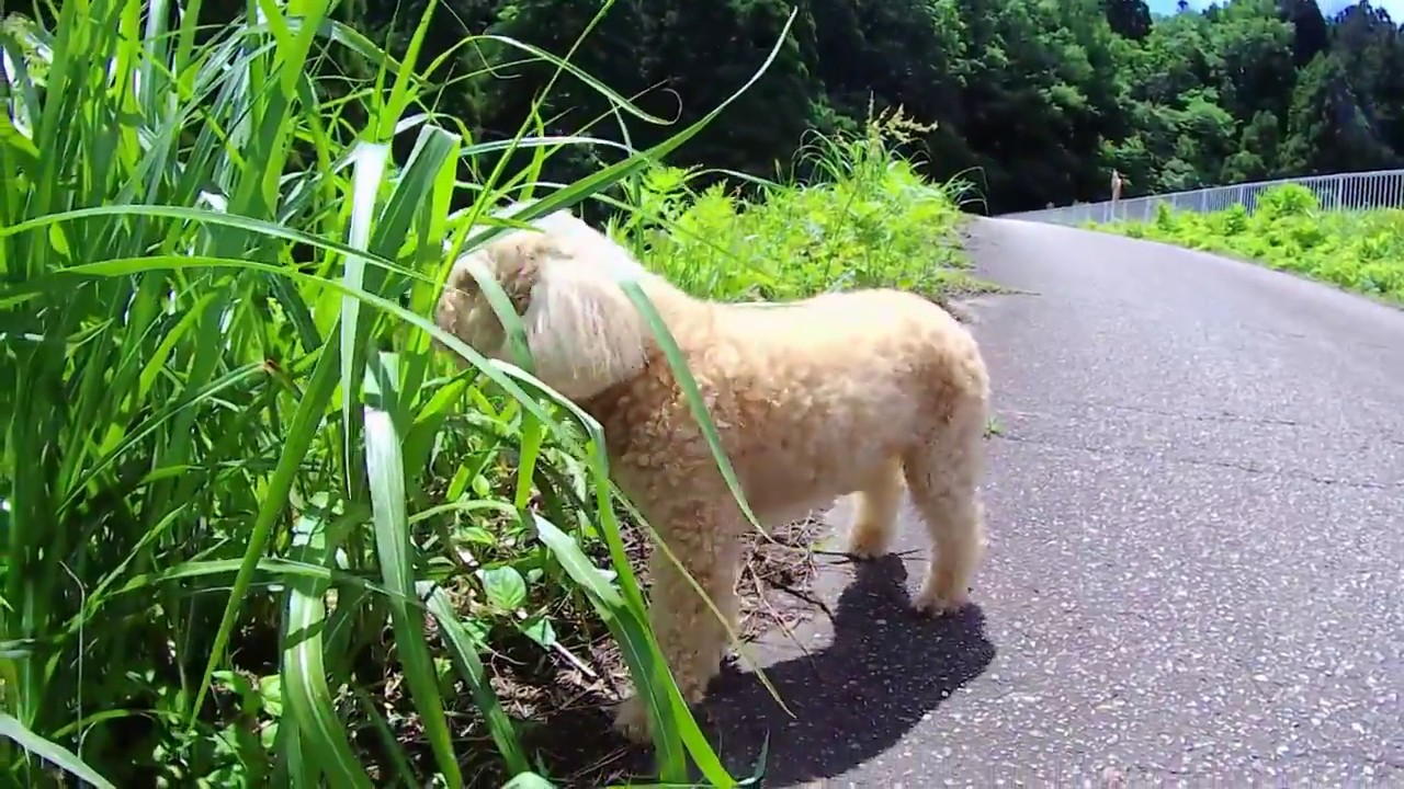 動物2 尻尾の長いトイプードル【尻尾を振りまくり散歩】 撮影MUSON MC2 YouTube 動物2 尻尾の長いトイプードル【尻尾を振りまくり散歩】 撮影MUSON MC2 YouTube