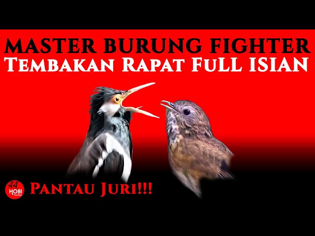 master burung fighter | FuLL Tembakan, Pantau Juri class=