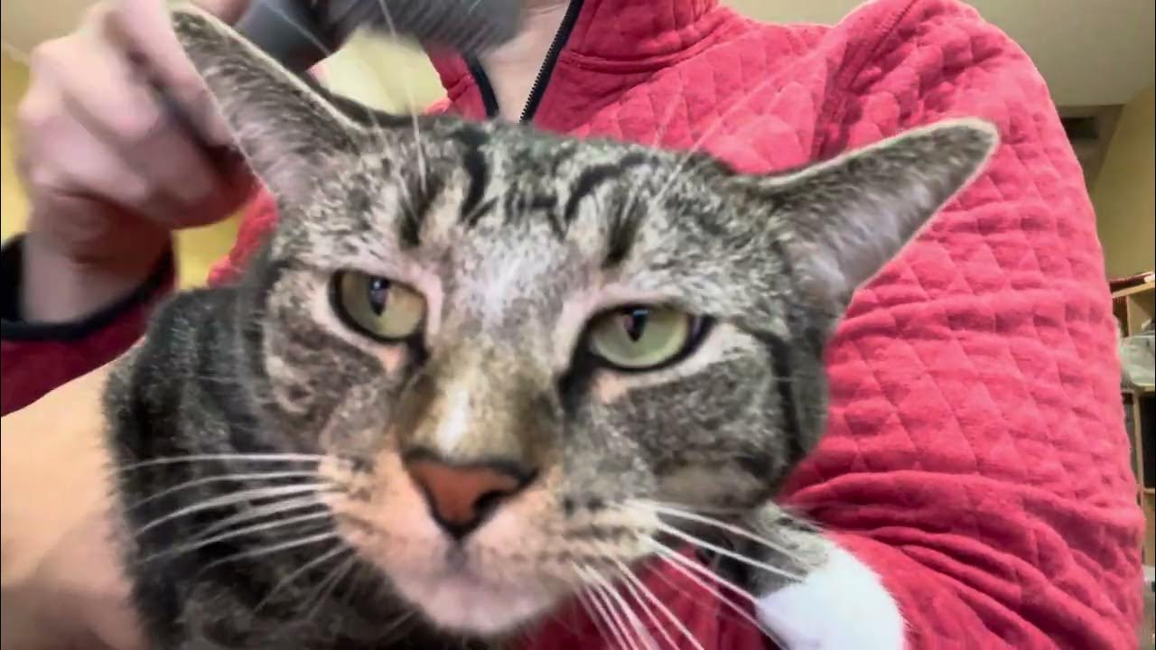 My cat likes me to pet her. YouTube