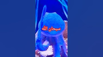 سورة الإسراء الآية 23 24