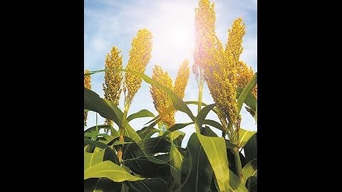 Public lecture The Evolution of C4 Photosynthesis