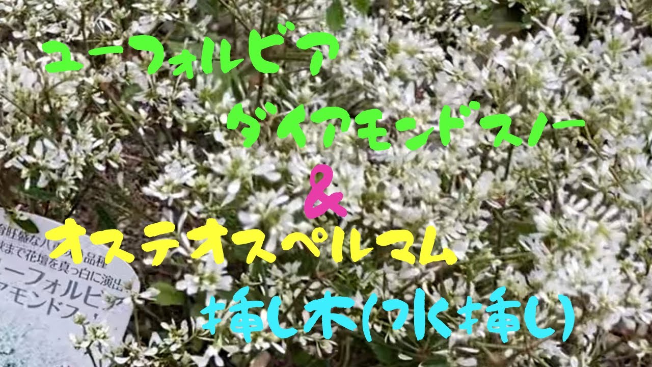 ユーフォルビア ダイアモンドスノー オステオスペルマム の 挿し木 をしてみます Youtube