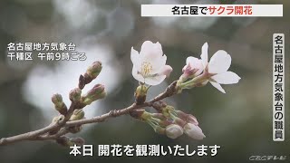 あと1週間ほどで満開…名古屋で17日にサクラ開花　平年より7日早く 統計開始以来の最速に並ぶ