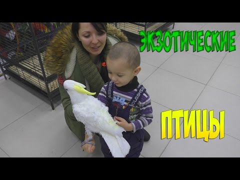 Видео для детей Попугаи и экзотические птицы выставка Parrots exotic birds exhibition