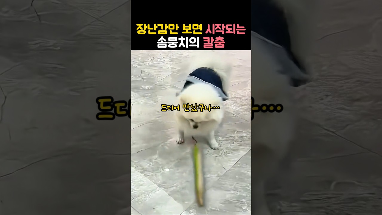 장난감 하나에 검객이 된 포메라니안 ㅋㅋ #포메라니안 #강아지 #솜뭉치