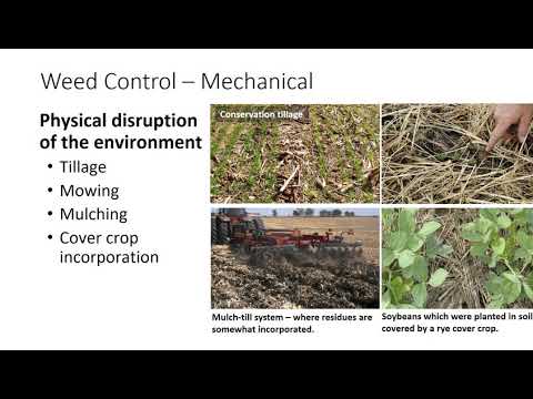 Video: Weed Control Methods