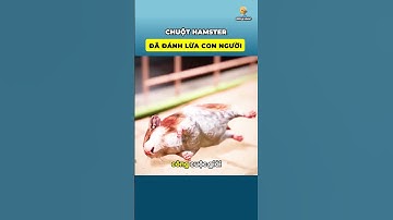 Chuột hamster đã lừa chúng ta như thế nào