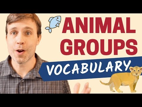 Video: Care nume de animal mandrin?