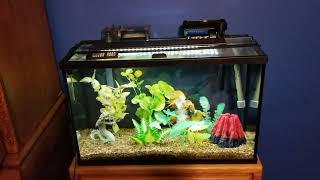 Aquaclear Vs Top Fin Filter Noise
