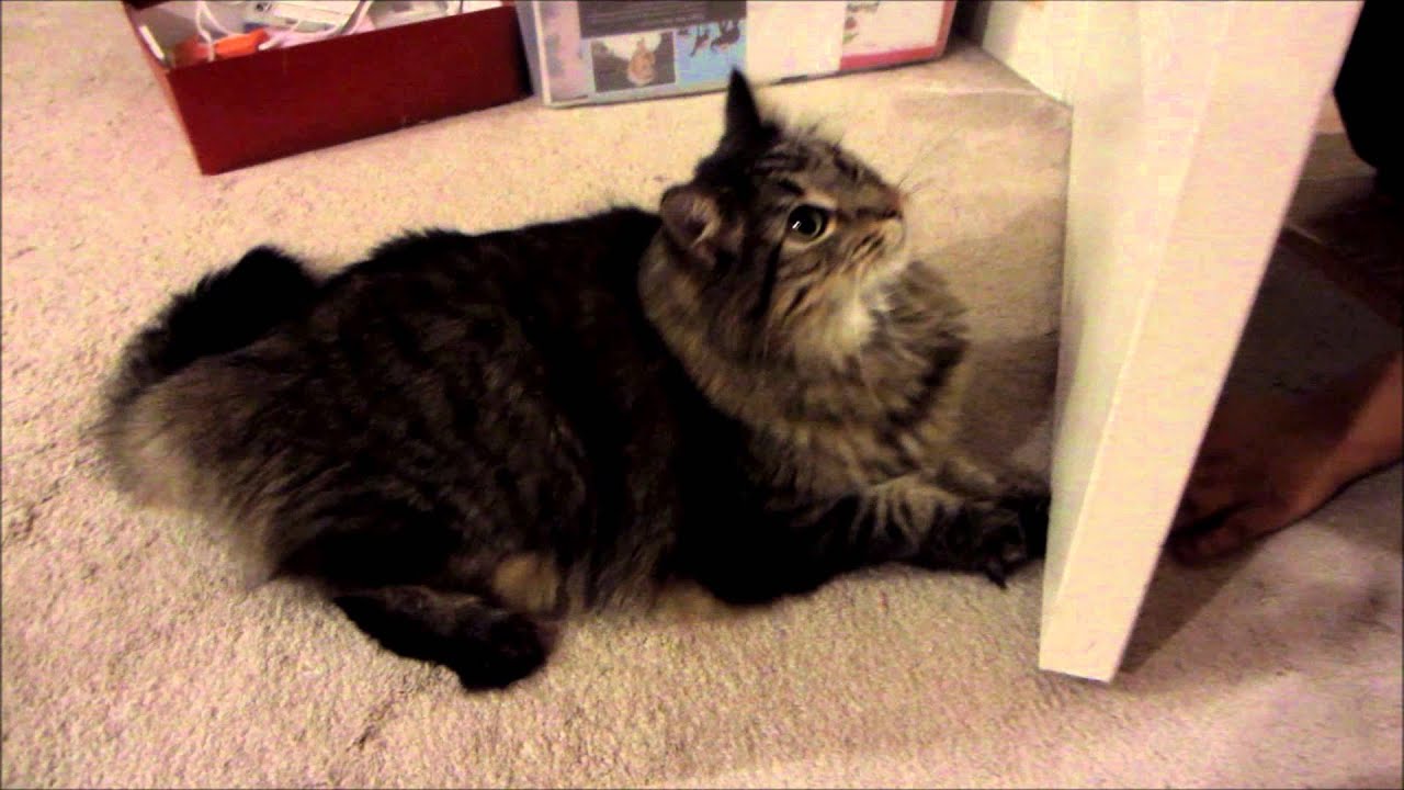 Crazy Maine Coon Cat Attacks Door YouTube