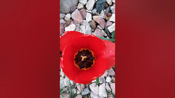 springtime a coming