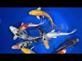 6-7" Standard Grade Koi from Blue Ridge Koi