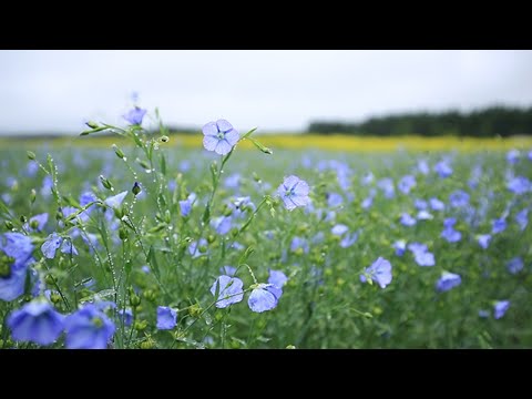 涼しげ青紫 亜麻の花 更別で満開 Youtube