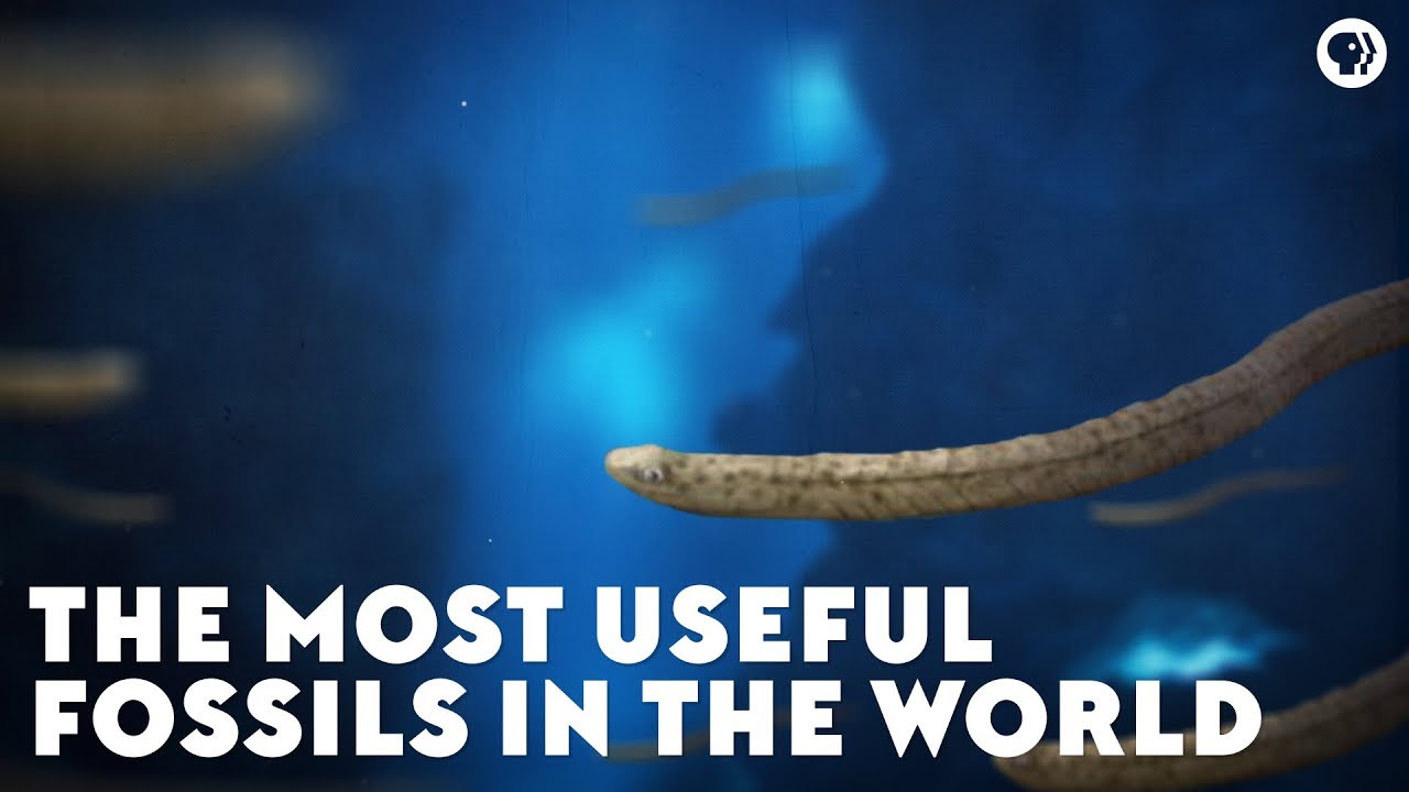 ⁣The Most Useful Fossils in the World