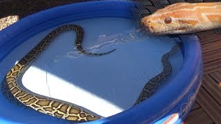 My pet Burmese Pythons swimming in a pool - Albino and normal Molurus Bivittatus