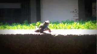 Do lizards do pushups Part 1 Sylvia Lizarraga