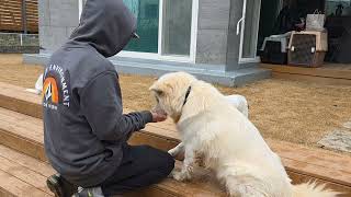 Gusang can sit, give his paw😘👍🏻