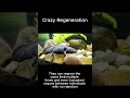 This Animal Can Regrow Its Own Heart 😱 #axolotl #nature #shorts #animalfacts #wildlife