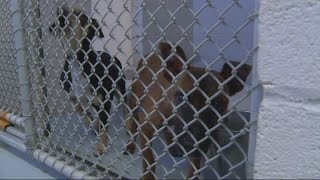 Adoptions Up At Augusta Animal Shelter