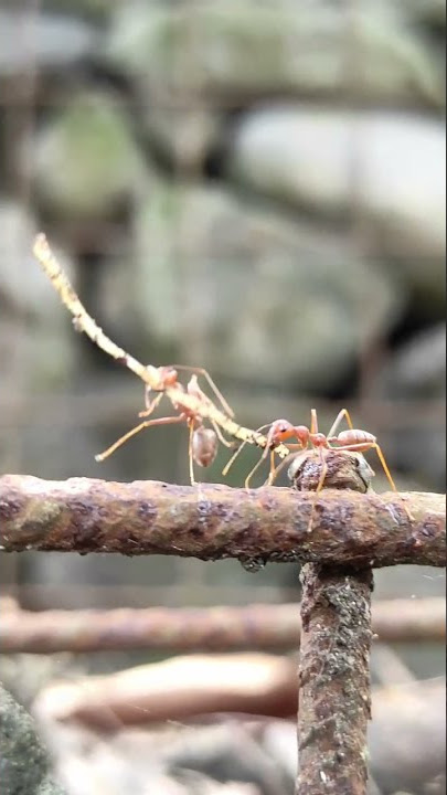 Semut Merah #shorts