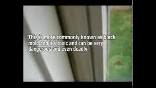 Black mold1
