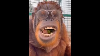 The funniest animals you will enjoy for years 2023 by Yuppy Pets 21 views 6 months ago 26 minutes