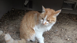 a stray cat who did not know showed his house