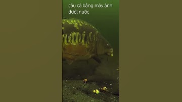 câu cá bằng máy ảnh dưới nước