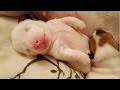 Jack Russell Puppies / Time Lapse