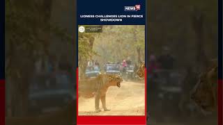 WATCH: Lioness Challenges Lion In Fierce Showdown At Gujarat's Gir National Park | N18S