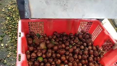 Professional Macadamia Nut Peeling Machine，Green Peel Removing Machine