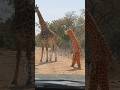 Wildest Safari Prank 😂| #giraffe #wildlife #biterage