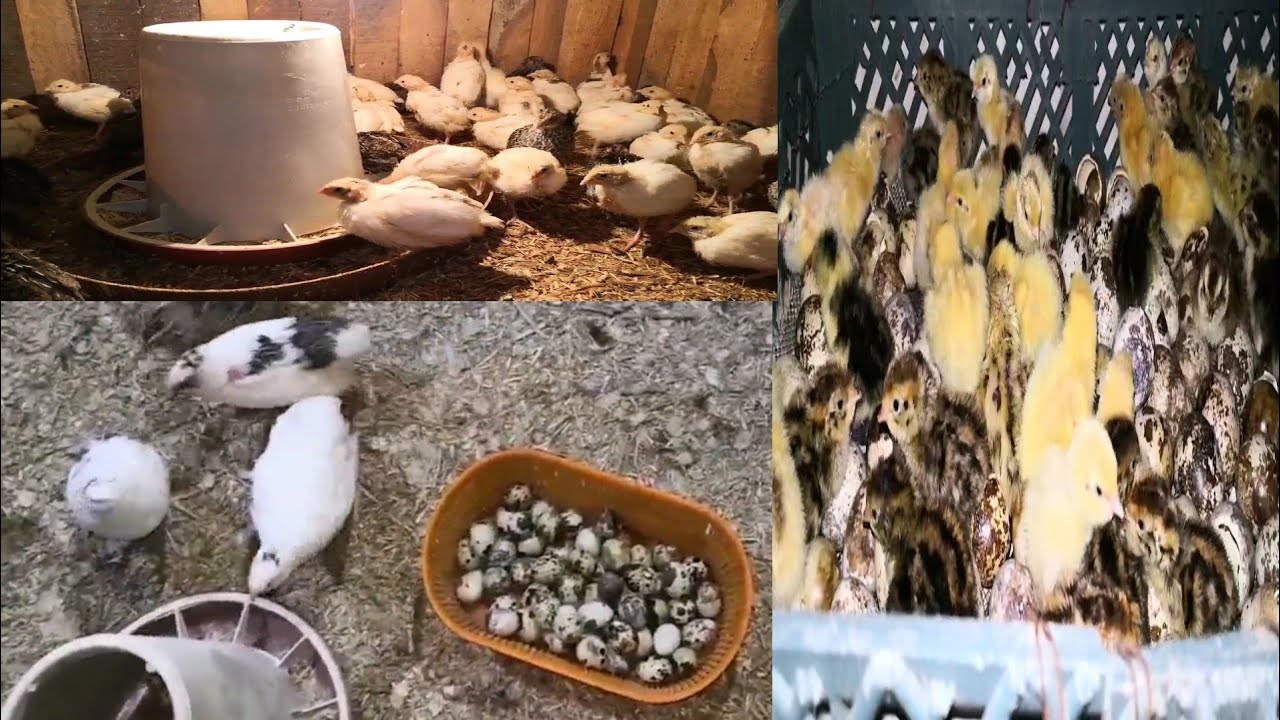 جمع بيض السمان ( الفري ) وأوزان السمان عمر 11 يوم وتفقيس بيض السمان