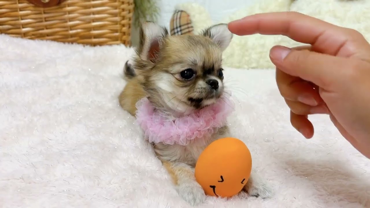 ペットショップ犬の家近江八幡店「208646」「チワワ♀」 - YouTube