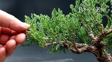 Working on My 12 Dollar Juniper, Part 1, The Bonsai Zone, March 2023