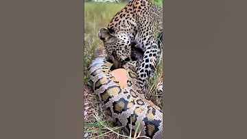 What will the leopard discover inside the python’s belly? 🐆🐍❓😱 표범은 비단뱀의 배 속에서 무엇을 발견하게 될까? #leopard