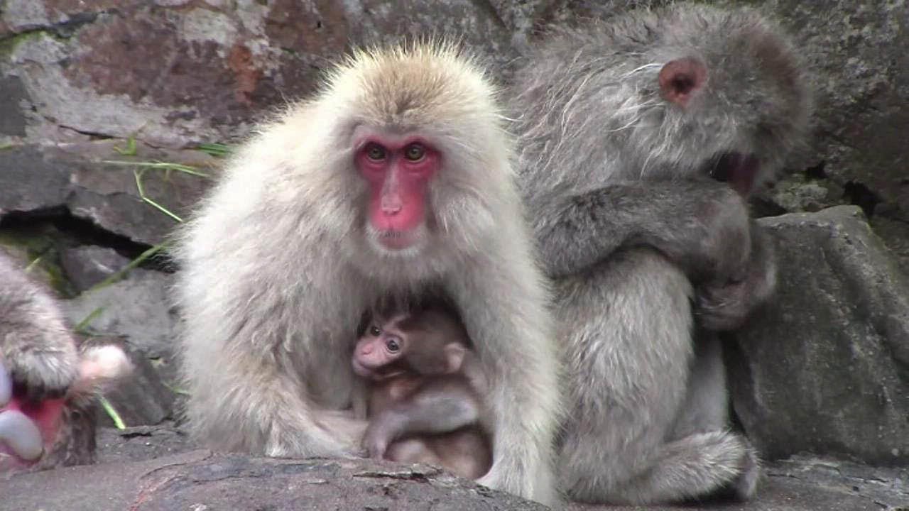 赤ちゃん猿  ニホンザルの赤ちゃん（上野動物園）Baby Japanese Macaque - YouTube