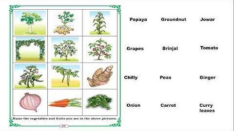 STATE - 2nd std EVS Lesson -  4 We are for you (part - I).