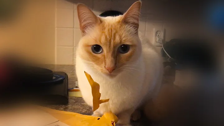 Video 11696531: flame point siamese cat, kitty cat, curious cat