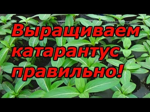 Катарантус - рассаде 2 месяца после посева, что делать?