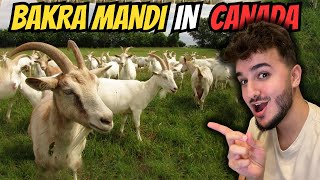 Visiting Bakra Mandi | CANADA vs PAKISTAN