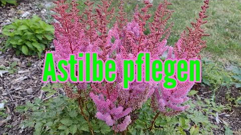 Welchen Standort braucht die Astilbe?