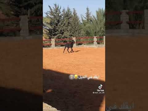 حمار قلد حصان في مشية