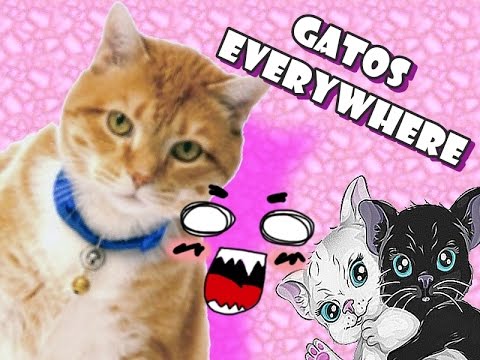 gatos feos Mis nuevas gatas Bichito y Raspy nacidas el 3 de agosto de 2014