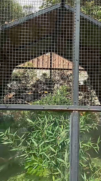 Burung beo pandai bicara #meme #funnyvideo #beo #birds #bandung